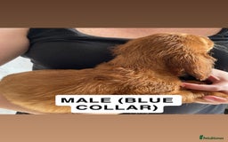 Cocker Spaniel dogs for sale: WORKING COCKERS  - Image 4