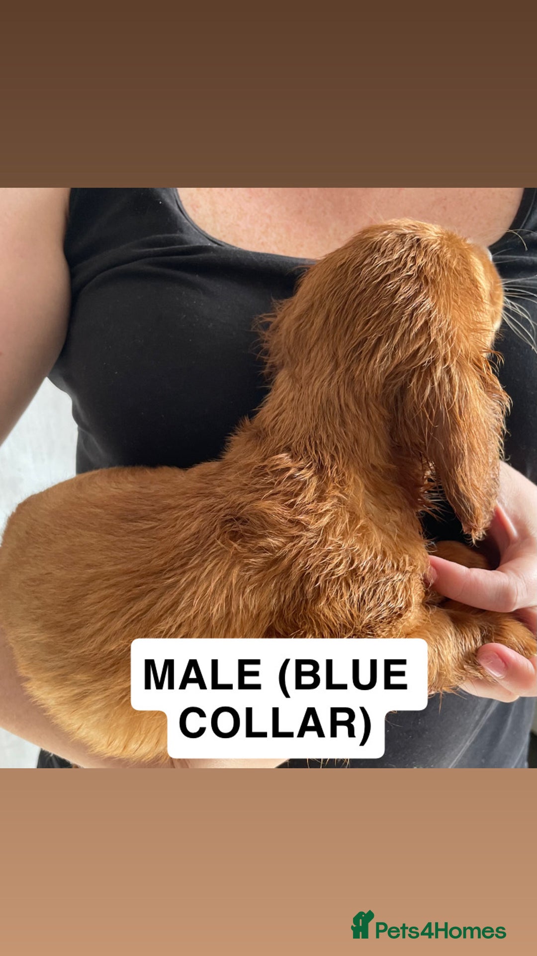 Cocker Spaniel dogs for sale: WORKING COCKERS  - Image 4