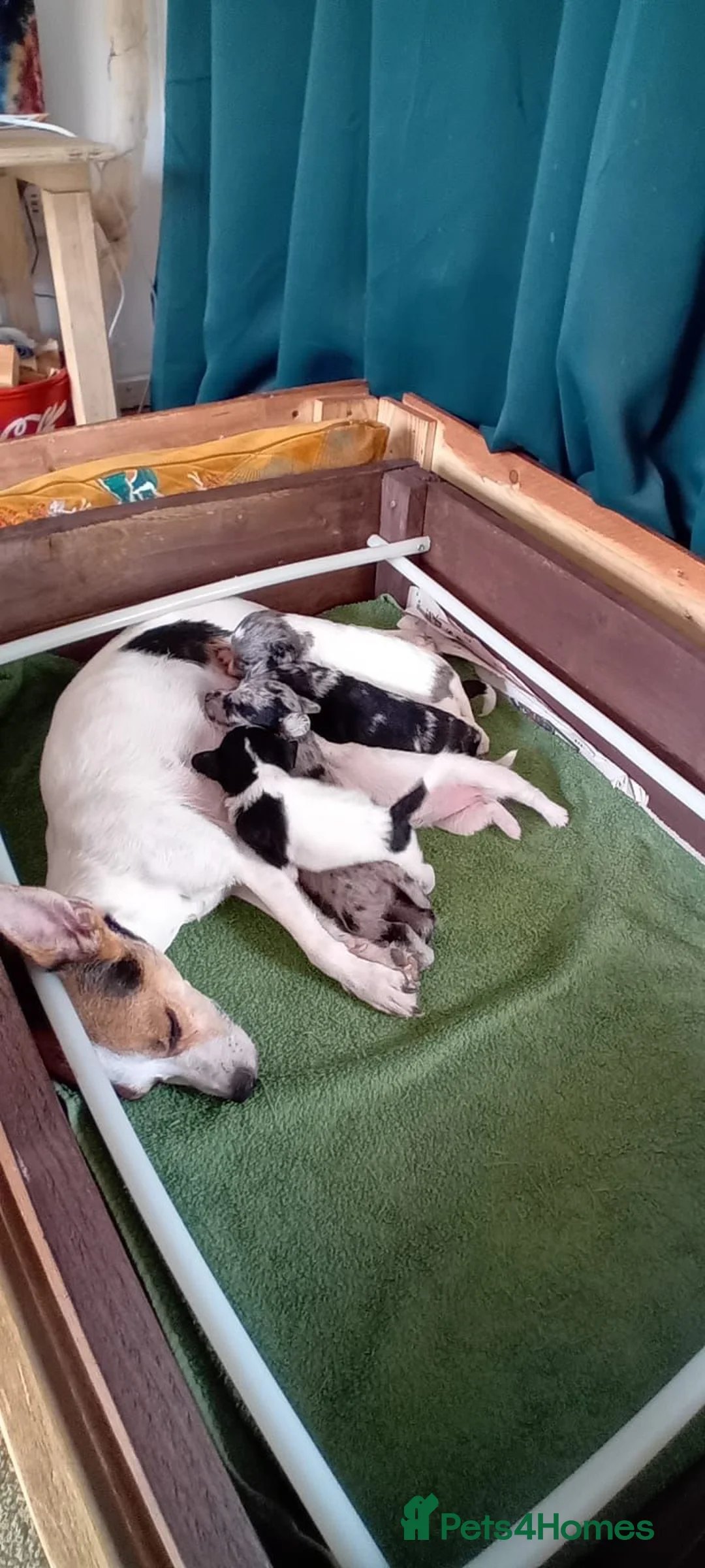 Jackapoo dogs for sale: Beautiful Jackapoo Puppies in Cheltenham - Advert 1