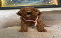 Cavapoo dogs for sale: F1b Cavapoos - Image 13