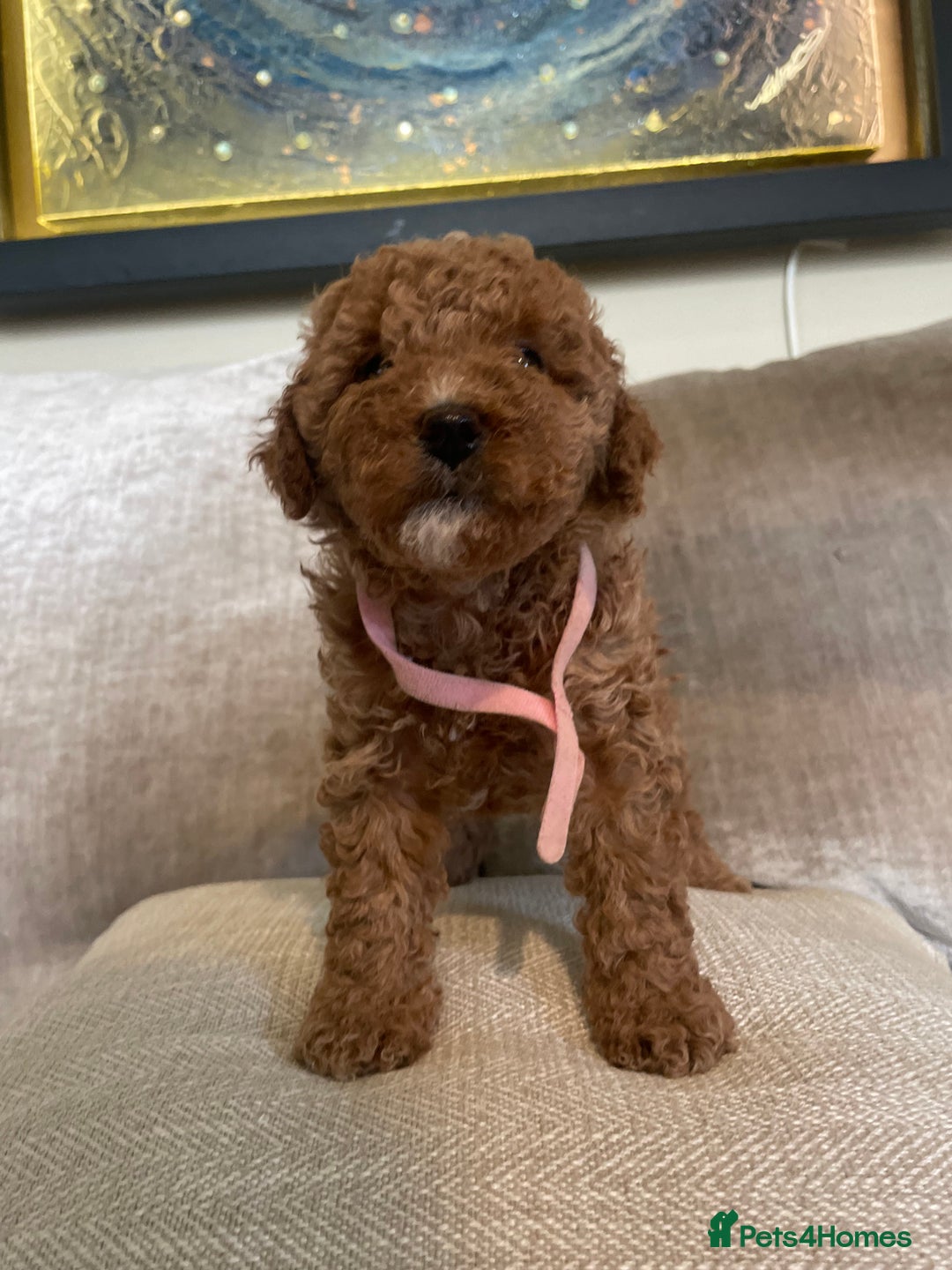 Cavapoo dogs for sale: F1b Cavapoos - Image 13