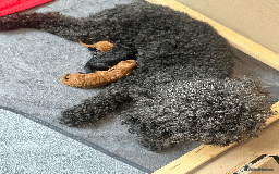 Labradoodle dogs for sale: Miniature Labradoodle F1BB Puppies - Image 19