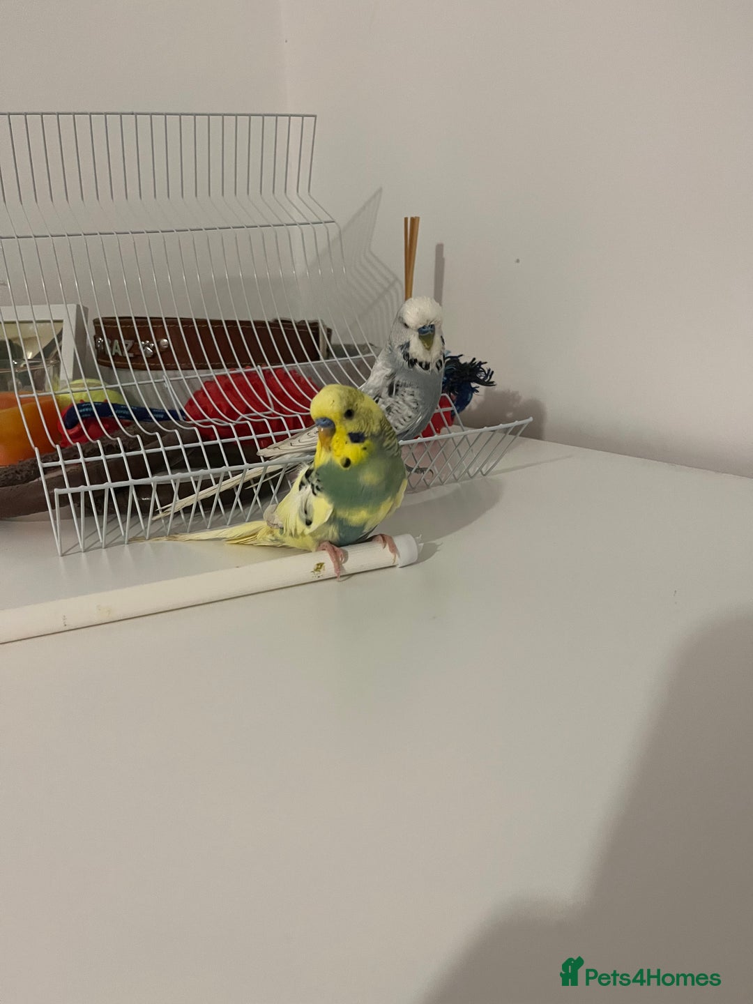 Budgerigars birds for sale: budgies  - Advert 3