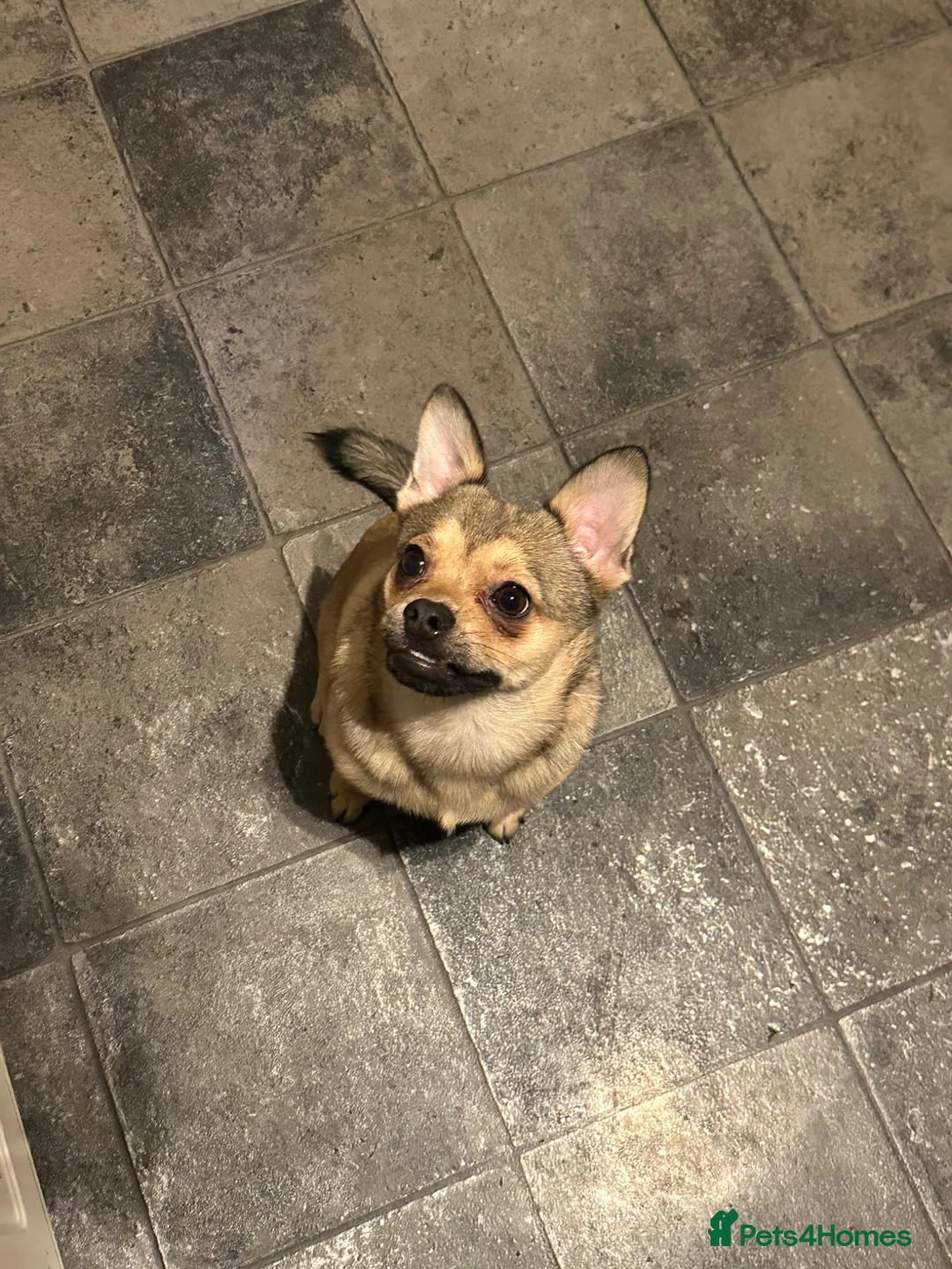Mixed Breed dogs for sale: Jackson, 2 Year old french pom💙 in London - Advert 2