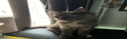 Maine Coon cats for sale: Beautiful 🐈‍⬛  - Advert 15
