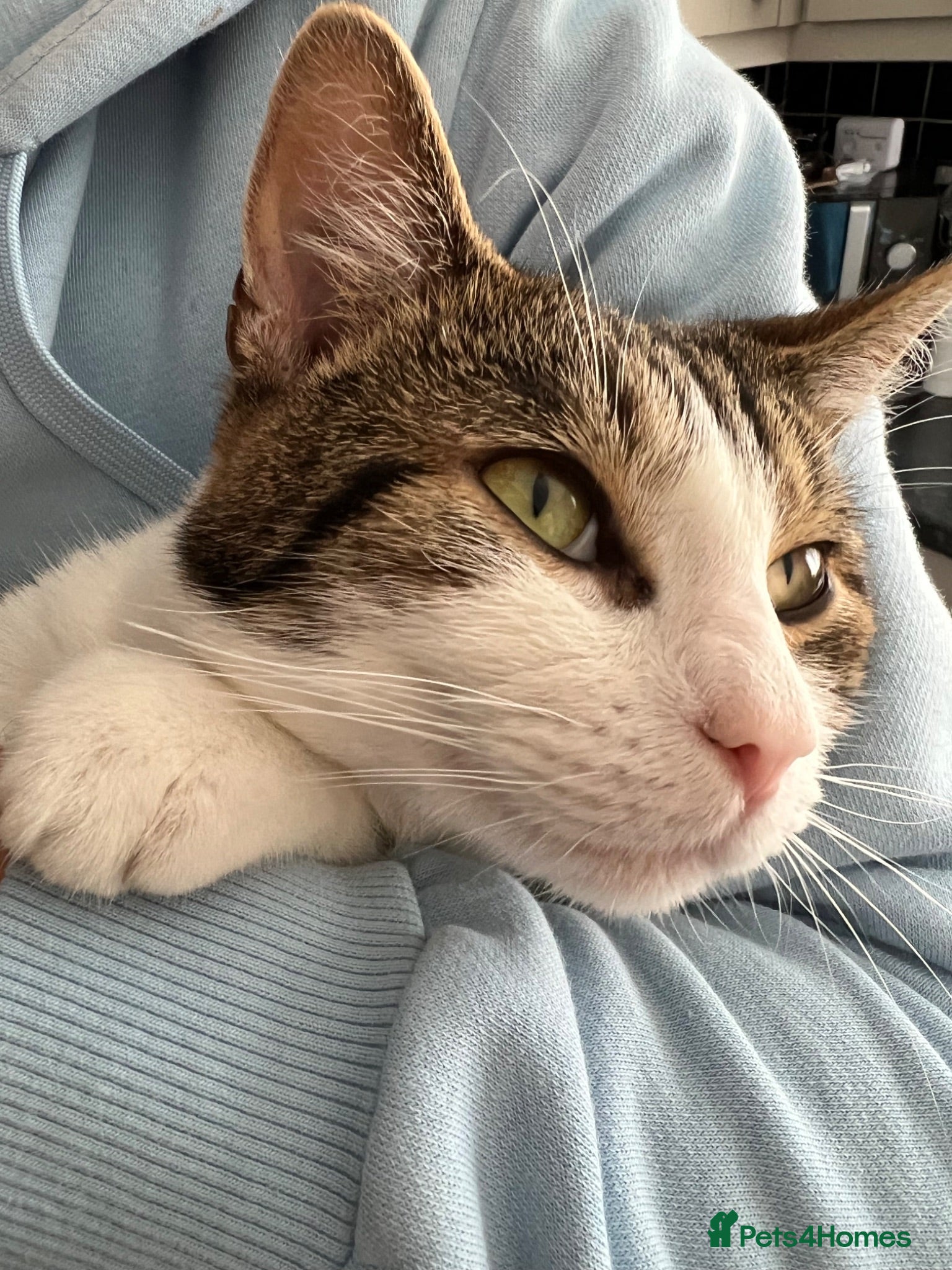 Mixed Breed cats Marty - Advert 4
