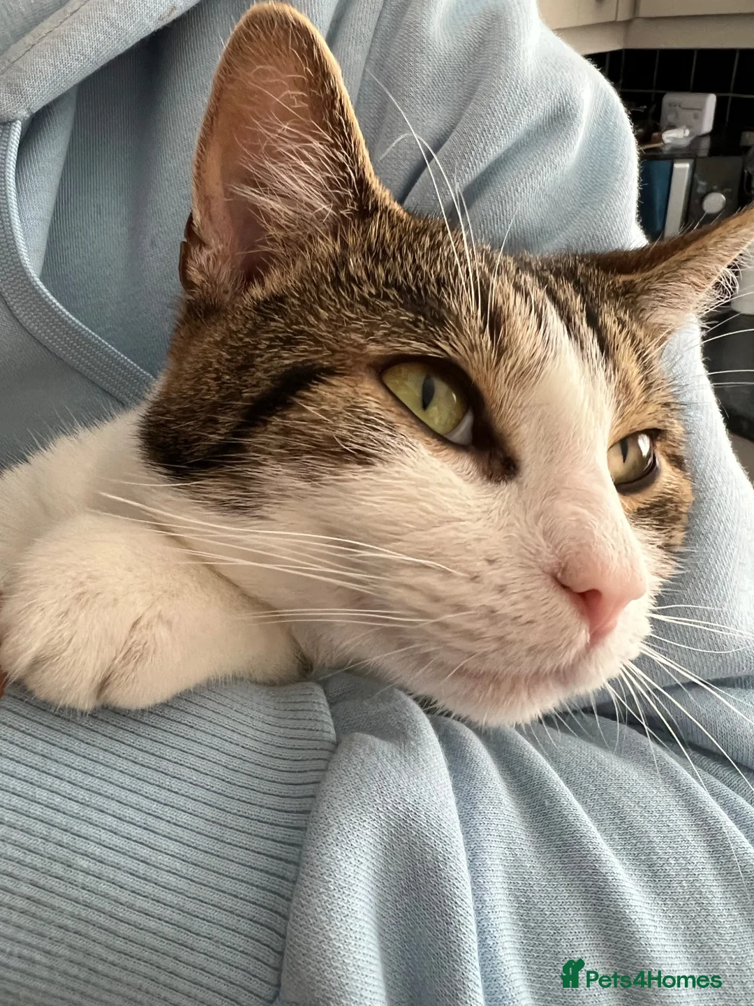 Mixed Breed cats for sale: Marty in Northallerton - Advert 1