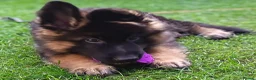 German Shepherd dogs for sale: KC PUPPIES FOR SALE - Advert 6
