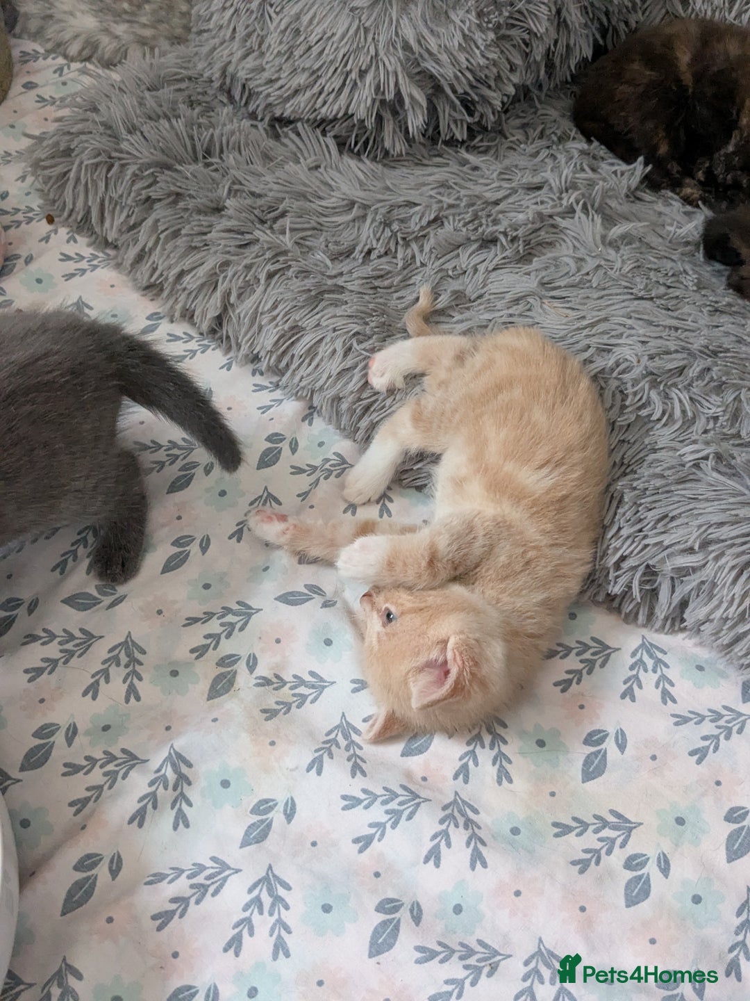 Mixed Breed cats for sale: Siamese/ragdoll/Scottish fold  - Image 10