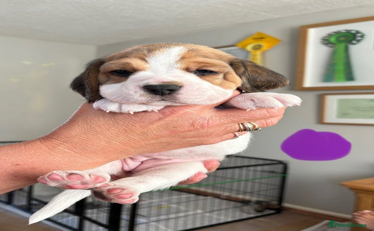 Beagle dogs - Advert 1