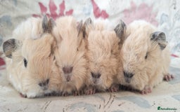 Guinea Pig rodents for sale: BABY GUINEA PIGS AVAILABLE HEREFORDSHIRE  - Image 2