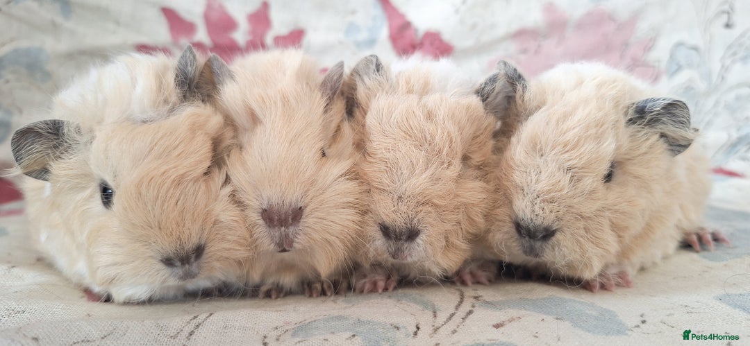 Guinea Pig rodents for sale: BABY GUINEA PIGS AVAILABLE HEREFORDSHIRE  - Image 2