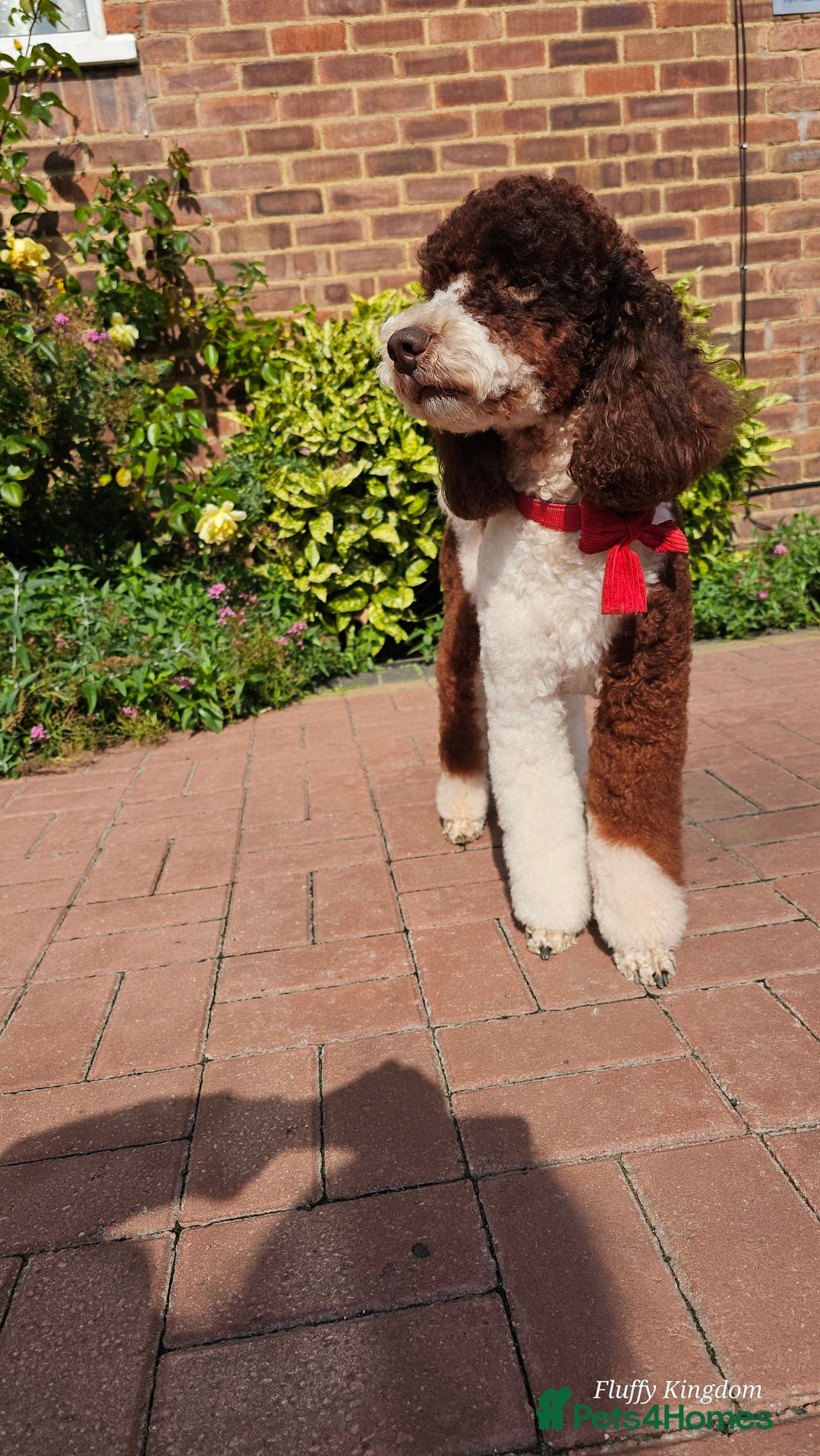 Poodle dogs for stud: FULLY HEALTH TESTED MOYEN POODLE STUD! in Kettering - Image 4