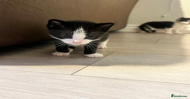 Domestic Shorthair cats Only 1 left - beautiful cuddly litter of 4  - Advert 4