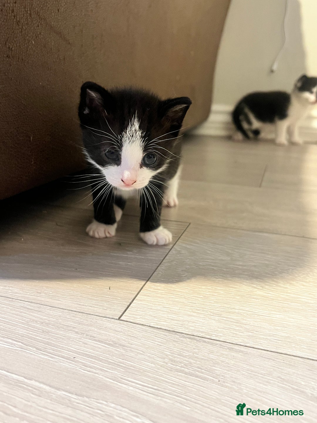 Domestic Shorthair cats for sale: Only 2 left - beautiful cuddly litter of 4  - Image 3