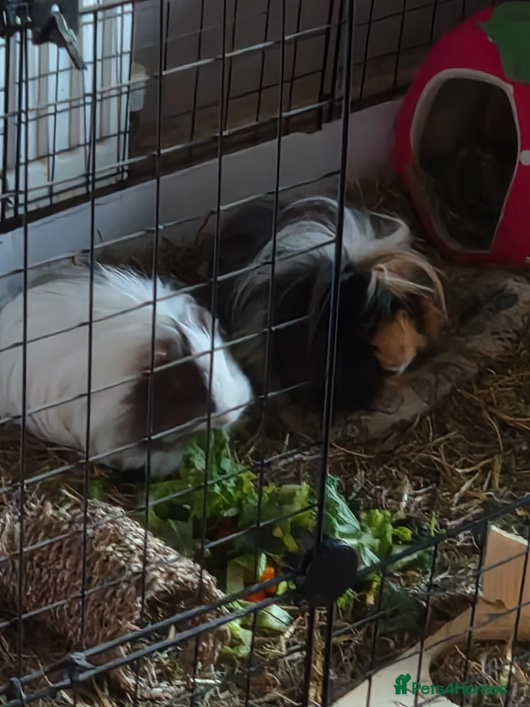 Guinea Pig rodents for sale: 2 pairs male guinea pigs  to good home  - Advert 2