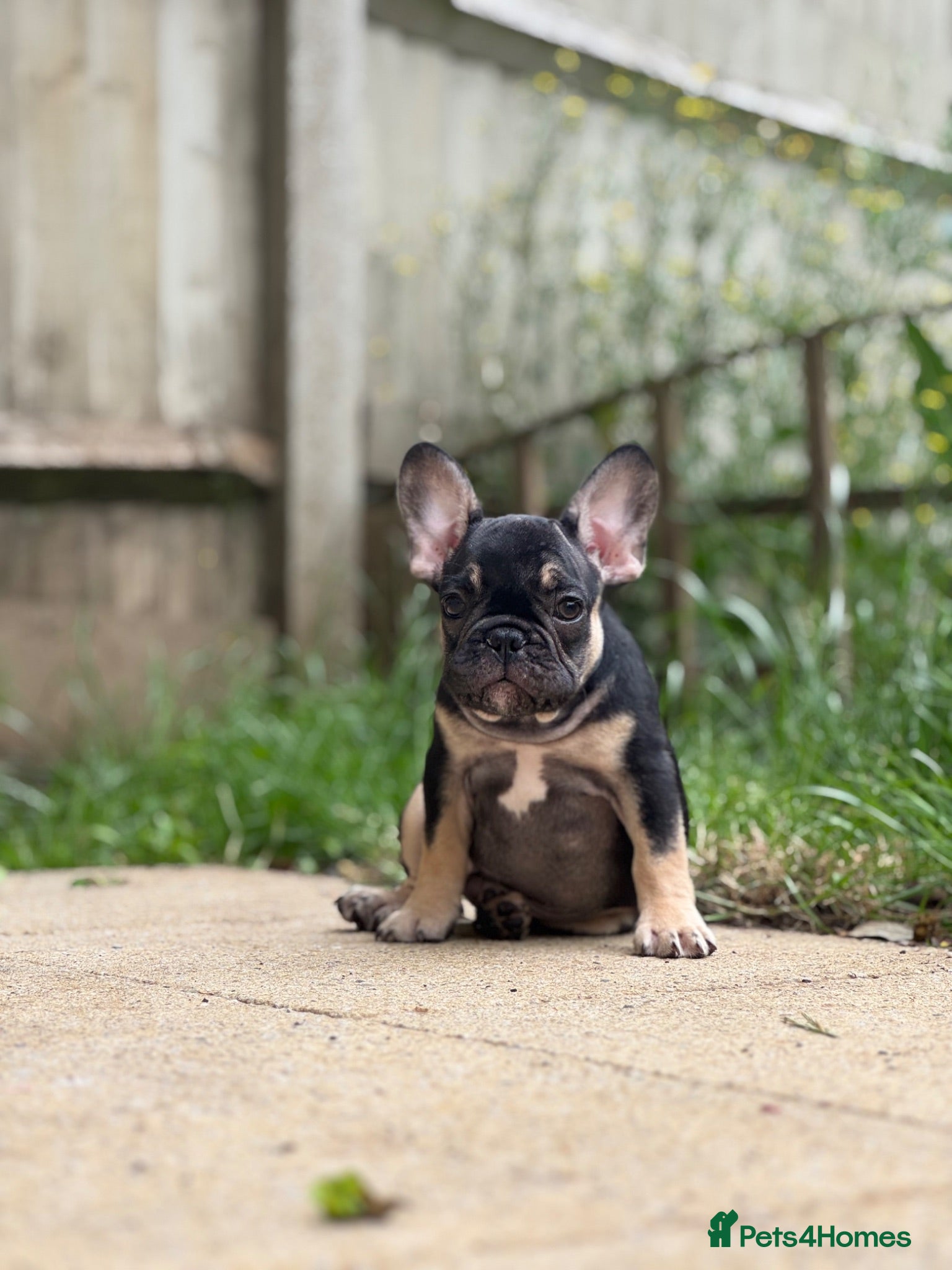French Bulldog dogs Health CLEAR KC REG FRENCH BULLDOG - Advert 6