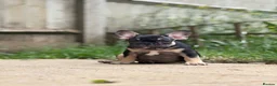 French Bulldog dogs for sale: REDUCED PRICE FOR WEEKEND KC REG FRENCH BULLDOG - Advert 9