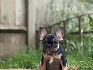 French Bulldog dogs Health CLEAR KC REG FRENCH BULLDOG - Advert 6