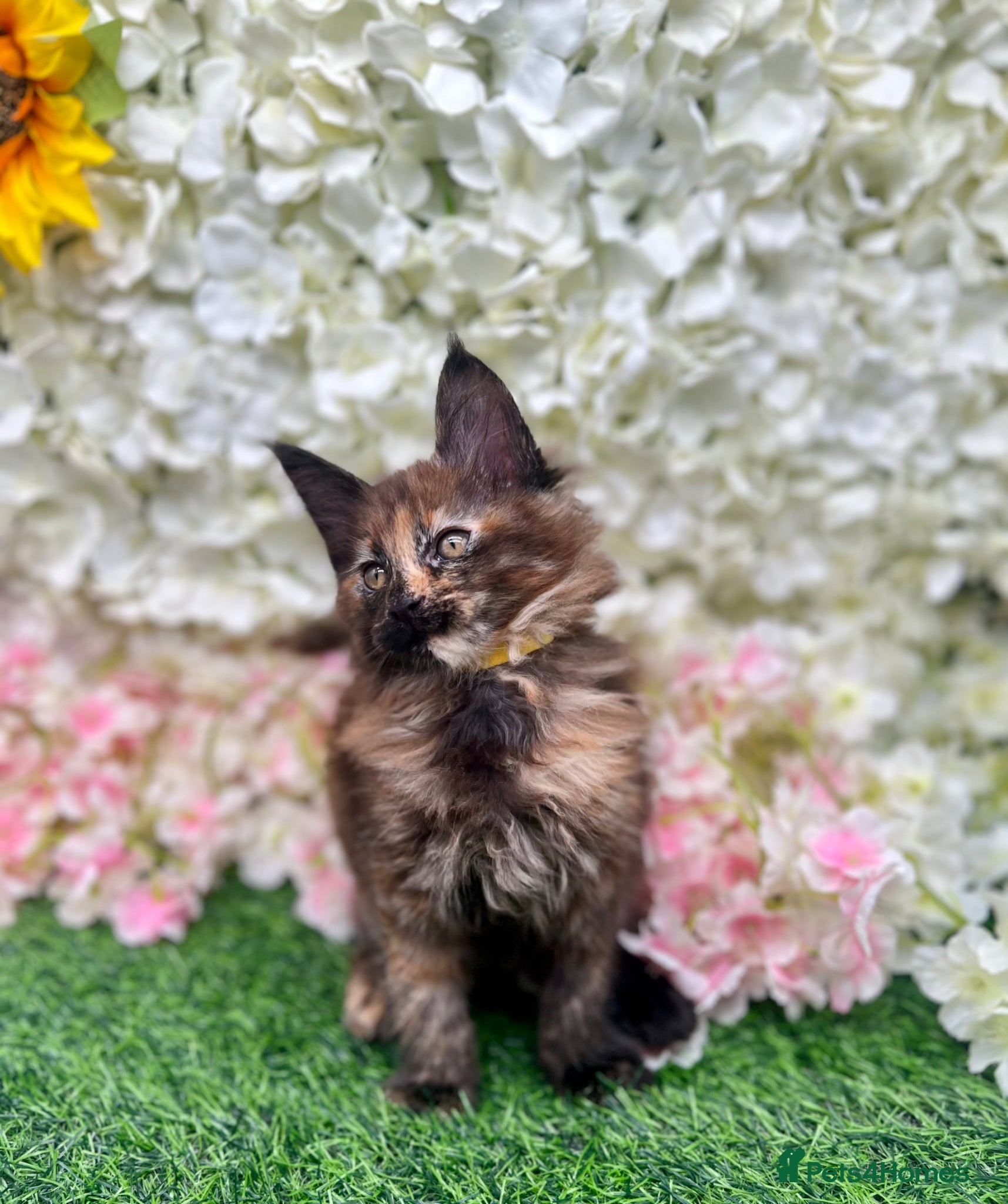 Maine Coon cats Beautiful Tica Maine Coon kittens - Advert 12