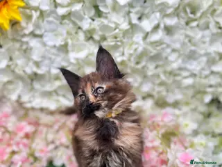 Maine Coon cats Beautiful Tica Maine Coon kittens - Advert 12