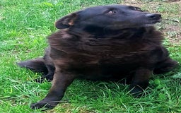 Mixed Breed dogs for adoption: Old and Loyal Bobb, longing for his first Home 🐾 - Image 3