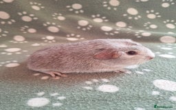 Guinea Pig rodents for sale: Chinchilla guinea pigs ready now - Image 2