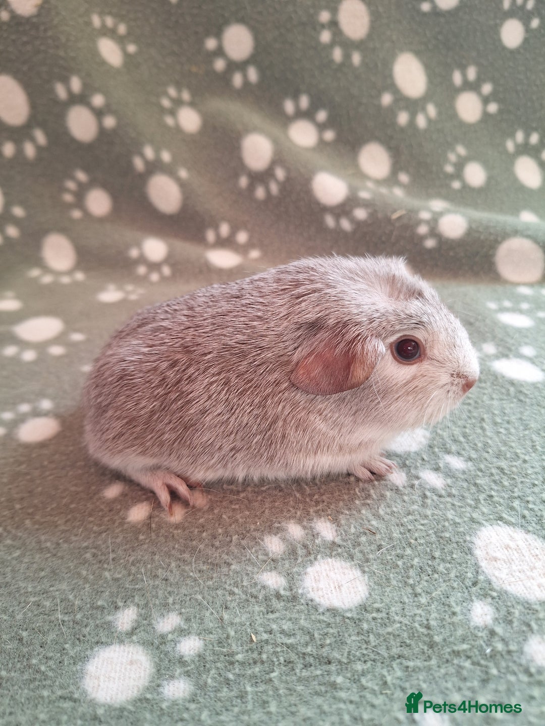 Guinea Pig rodents for sale: Chinchilla guinea pigs ready now - Image 2