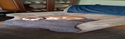 Mixed Breed dogs for adoption: CRETA - FOR ADOPTION  in Southport - Advert 4