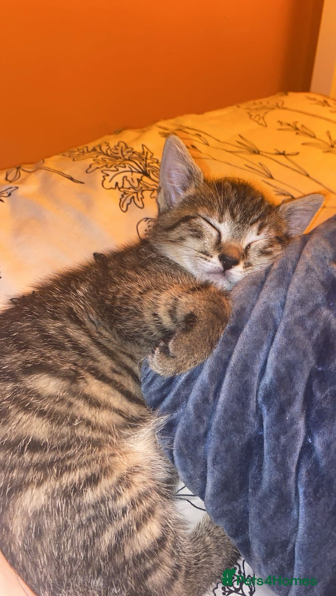 Bengal cats for sale: Beautiful baby bengal girl  - Advert 9