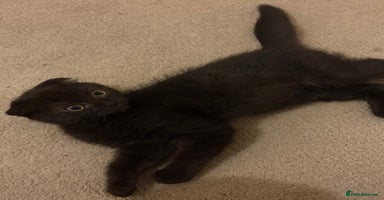 Scottish Fold cats - Advert 13