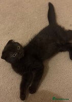 Scottish Fold cats - Advert 2