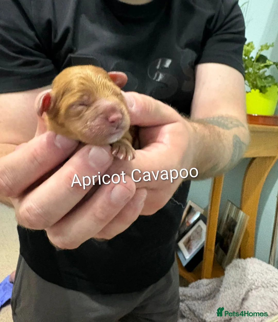 Cavalier King Charles Spaniel dogs for stud: GREEN DOPPLER, KC Cavalier STUD. Health Tested - Advert 17