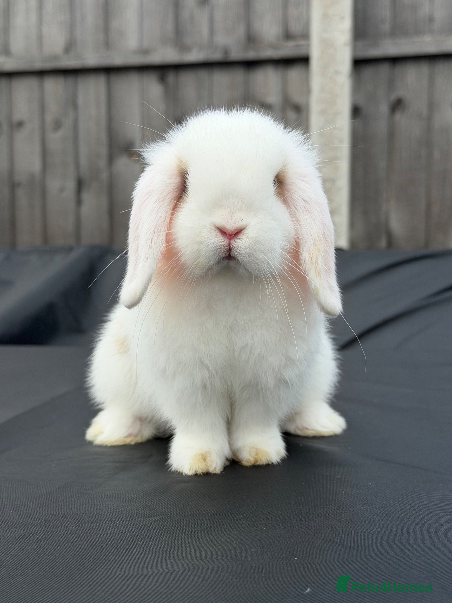 Mini Lop rabbits Mini Lop Buck - 2/8/26 - Advert 1