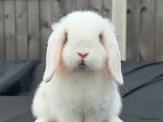 Mini Lop rabbits Mini Lop Buck - 2/8/26 - Advert 1