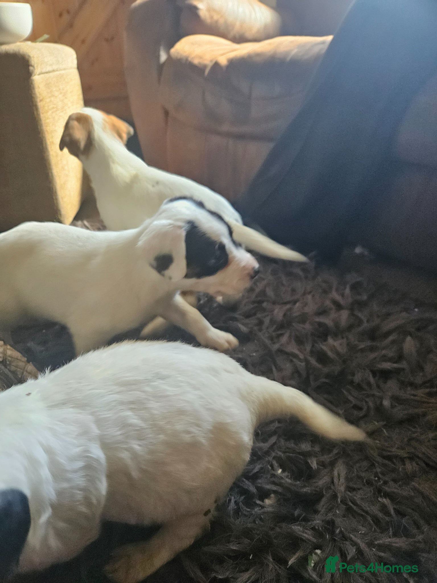 Mixed Breed dogs Cocker cross lurcher pups - Advert 1