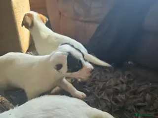 Mixed Breed dogs Cocker cross lurcher pups - Advert 1