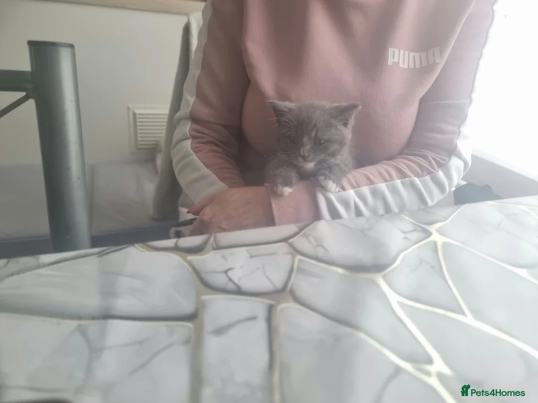 British Shorthair cats for sale: Bsh kittens  in Blackburn - Advert 32