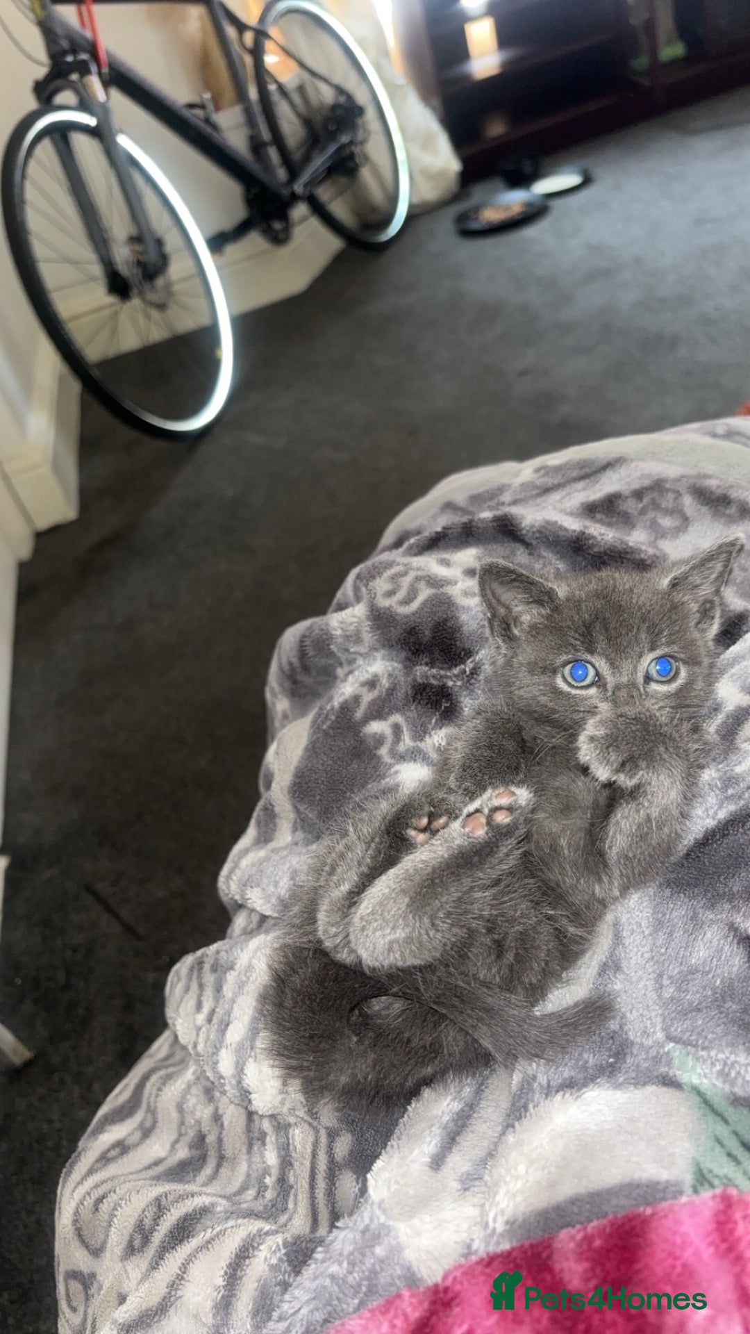 British Shorthair cats Beautiful 2-Month-Old Grey Kitten - Advert 2