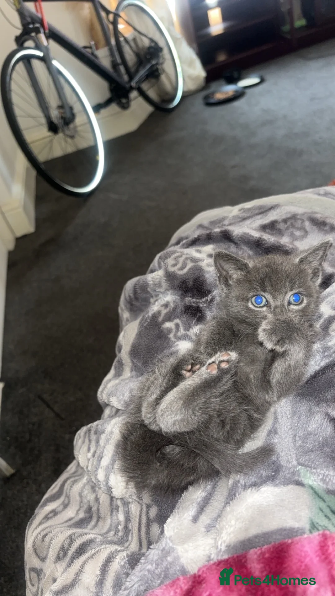British Shorthair cats for sale: Beautiful 2-Month-Old Grey Kitten in Hull - Advert 2