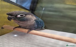 Conures birds for sale: Violet turquoise gcc - Image 2