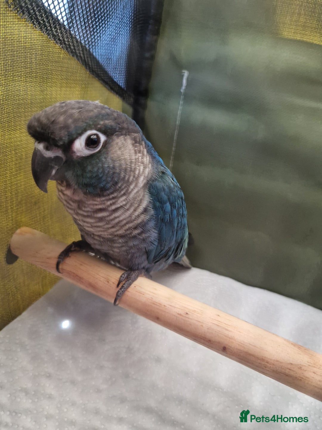 Conures birds for sale: Violet turquoise gcc - Image 2