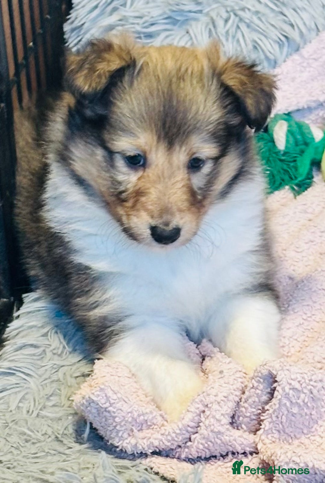 Shetland Sheepdog dogs for sale: Beautiful sable Shetland sheepdog puppies  - Advert 19
