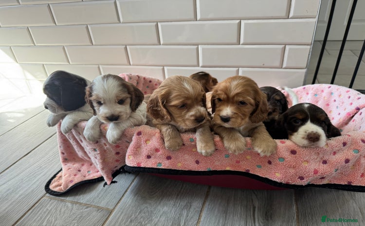 Cocker Spaniel dogs - Advert 16