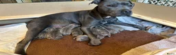 Staffordshire Bull Terrier dogs for sale: 🐾 Gorgeous Blue Staffordshire Bull Terriers Pups  - Advert 6