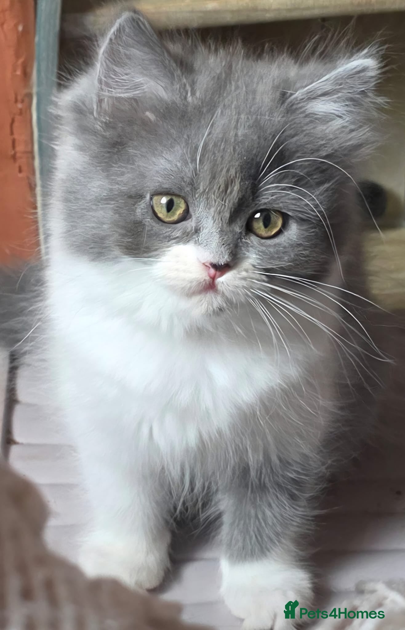 Persian cats Beautiful Ragdoll/Persian Kittens. - Advert 12