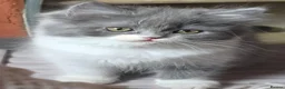 Persian cats for sale: Beautiful Ragdoll/Persian Kittens. - Advert 1