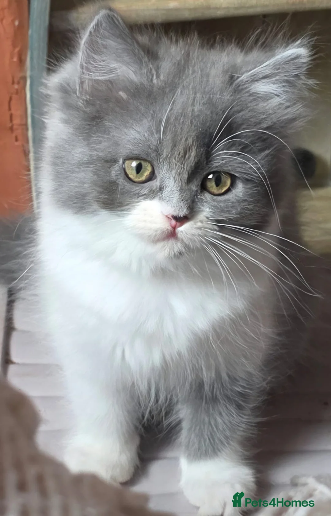 Persian cats for sale: Beautiful Ragdoll/Persian Kittens. - Advert 1