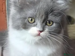Persian cats Beautiful Ragdoll/Persian Kittens. - Advert 12