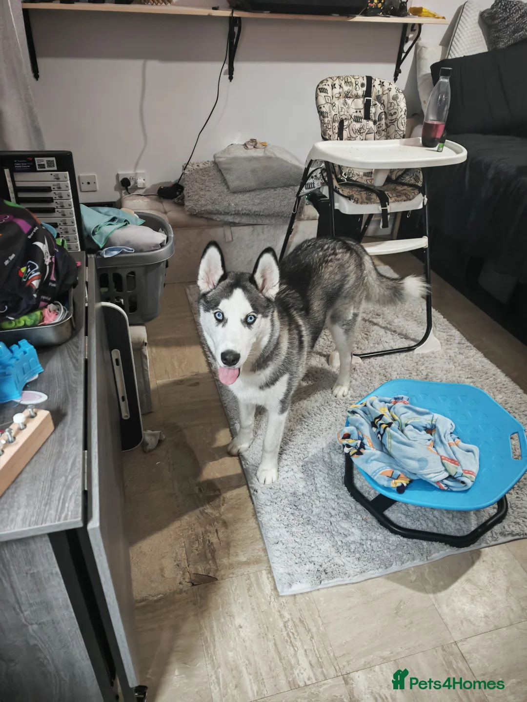 Siberian Husky dogs for sale: Husky puppy in Southampton - Advert 4